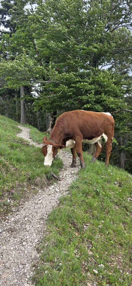 Michael beim 14.06.2026 - Wanderung  Risserkogel